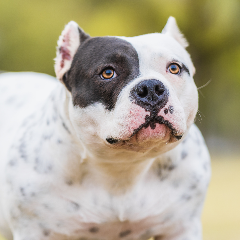 American Bully