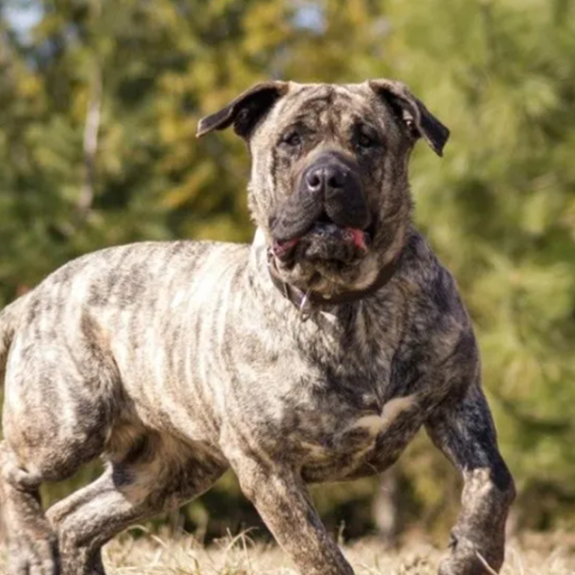 Presa Canario